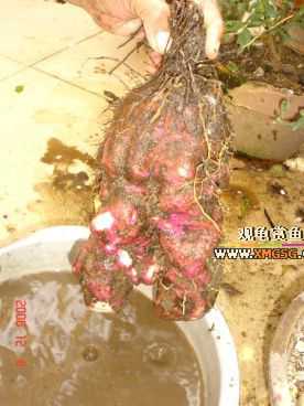 �п�Ҳ������