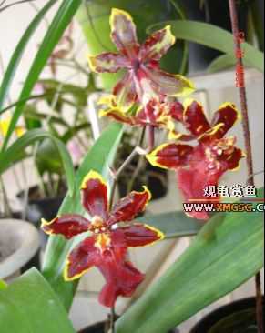 ������ջ�