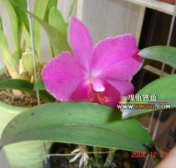 ������ջ�