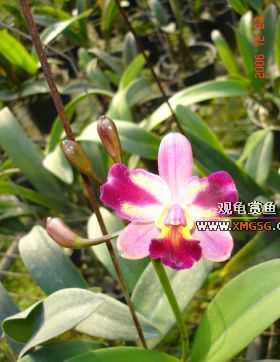 ������ջ�