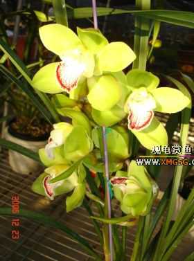 ������ջ�