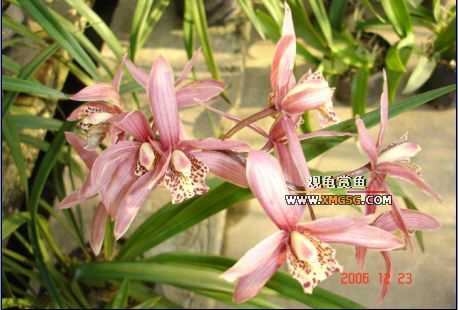 ������ջ�