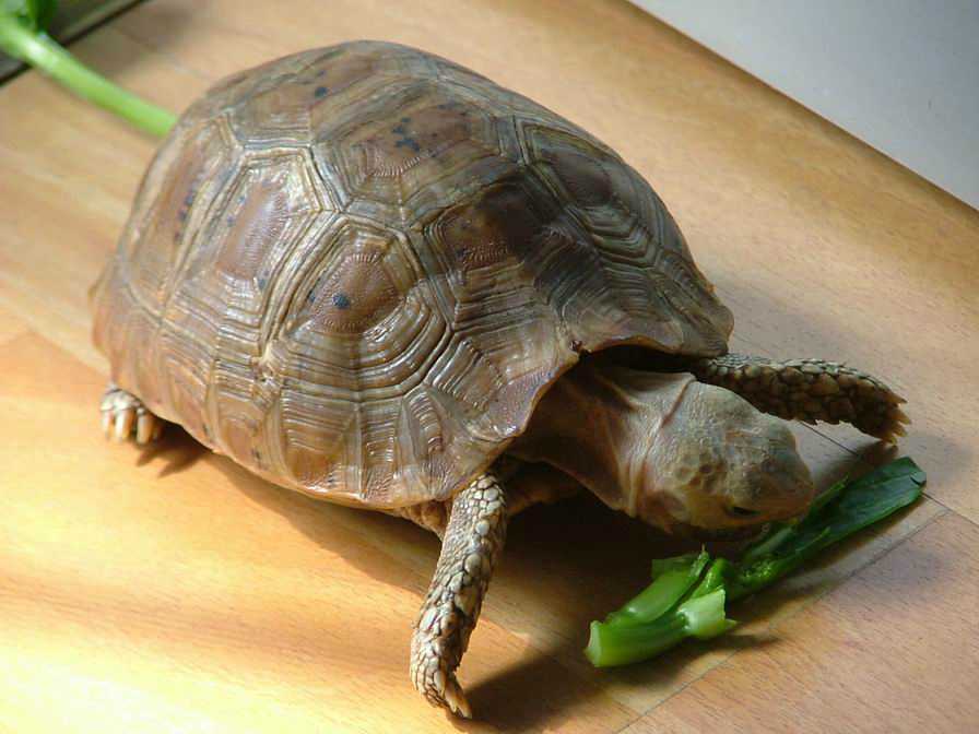 һ��ǰ�����������������س�����ʳ����