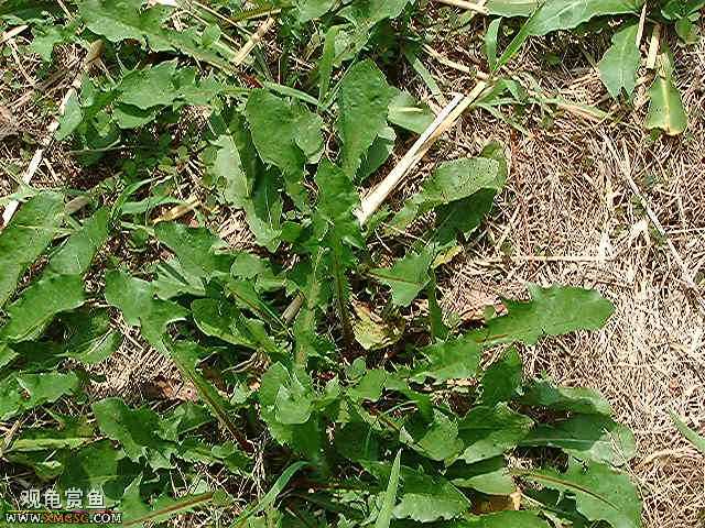 [�Ƽ�]½����ʳͼ�ס�