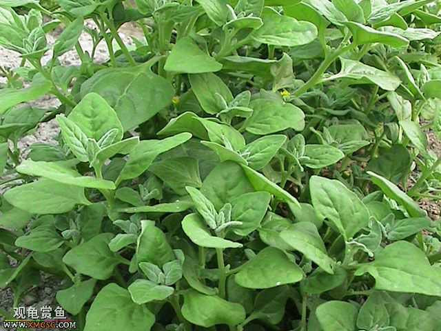 [�Ƽ�]½����ʳͼ�ס�