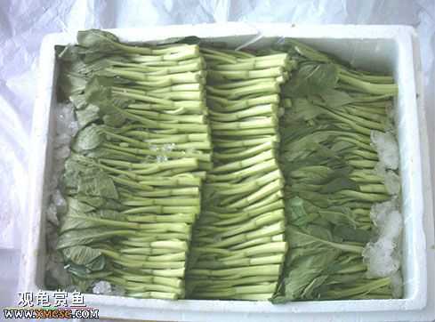 [�Ƽ�]½����ʳͼ�ס�