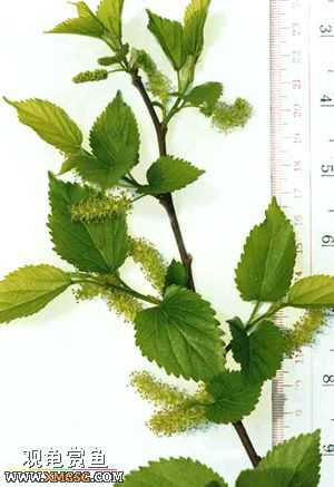 [�Ƽ�]½����ʳͼ�ס�