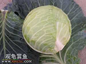 [�Ƽ�]½����ʳͼ�ס�