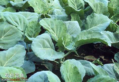 [�Ƽ�]½����ʳͼ�ס�