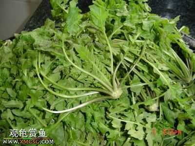 [�Ƽ�]½����ʳͼ�ס�