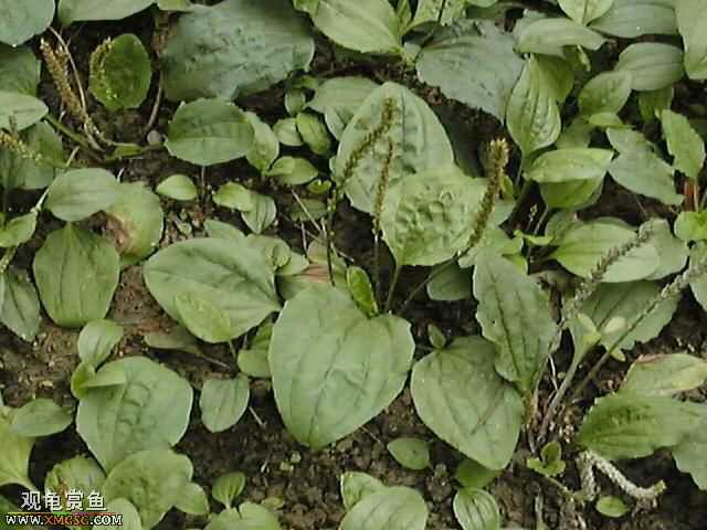 [�Ƽ�]½����ʳͼ�ס�