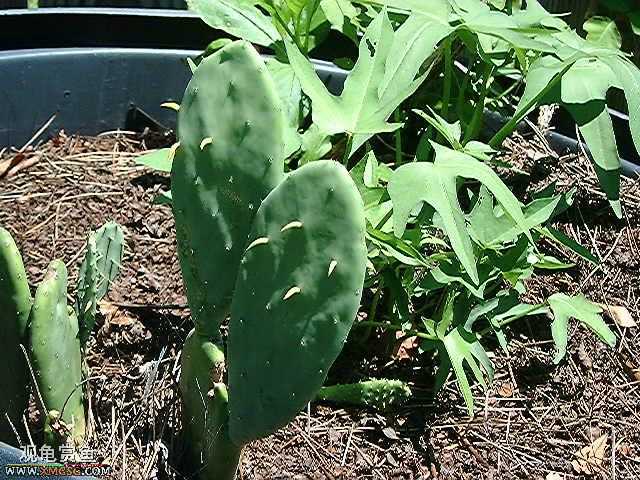 [�Ƽ�]½����ʳͼ�ס�