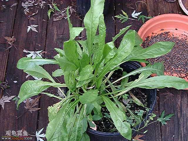 [�Ƽ�]½����ʳͼ�ס�