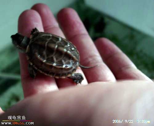 ����ǿǿ��!