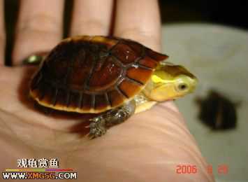 ����ǿǿ��!��ʱ���б���������������ܱ���������ע�⣡��