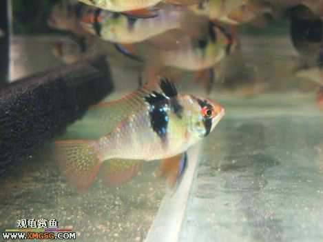 ����һ��������� �������Ѽ�~~~