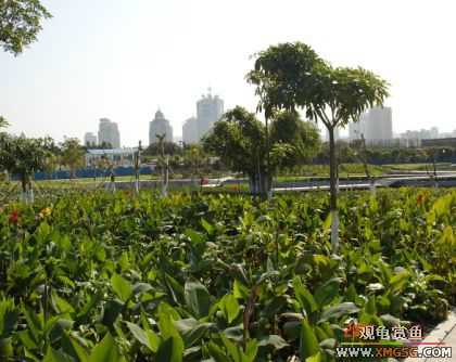 ������Ӱ