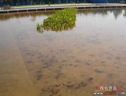 ������Ӱ