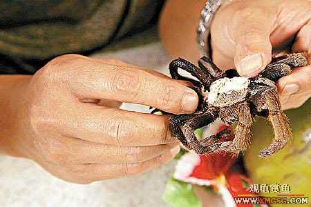 �����˳�֩����?