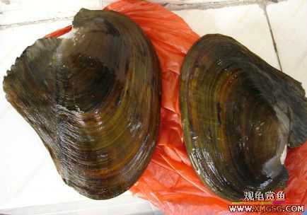 [����]С��"��ְ"ƪ