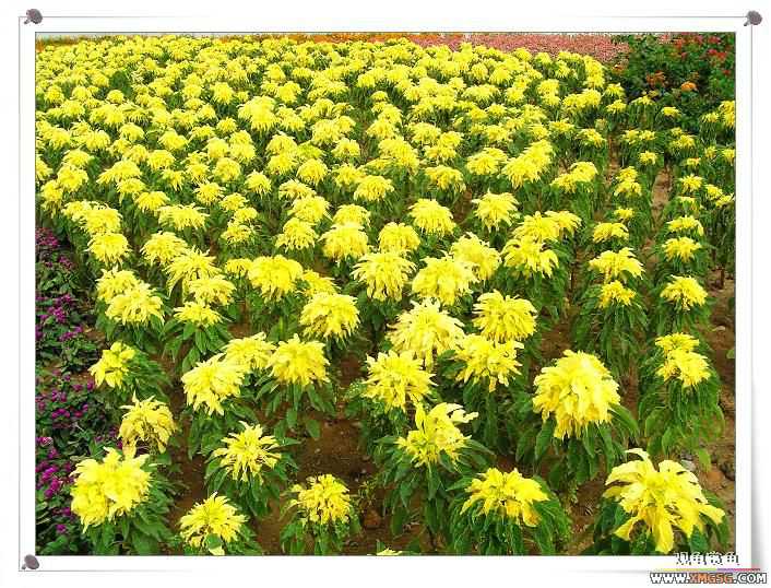 2007����԰��԰