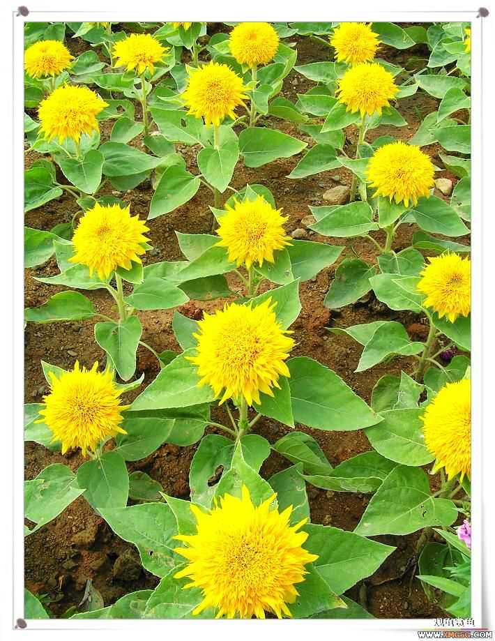 2007����԰��԰