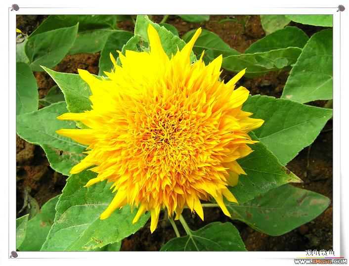 2007����԰��԰