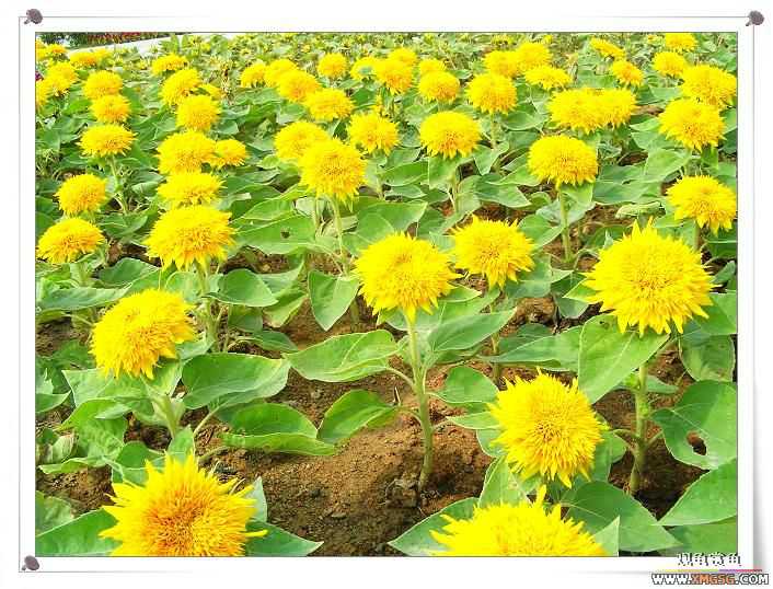 2007����԰��԰