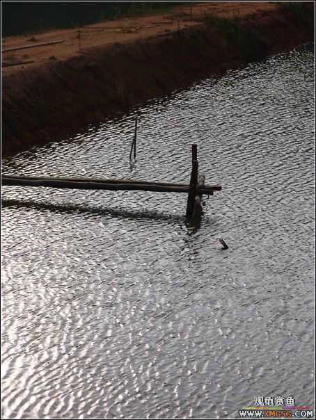 ȥ����˳˳�泡�ι�