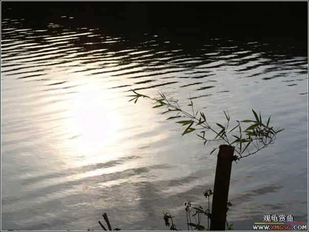 ȥ����˳˳�泡�ι�