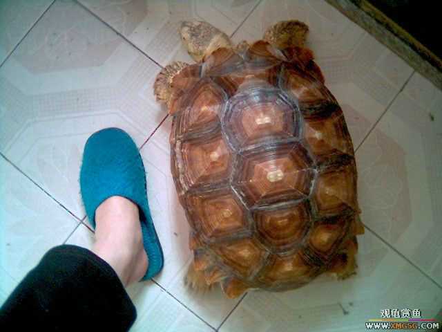 [����]����һֻ