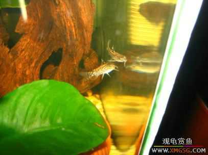 �����տ���(�ٵ���ͼƬ)