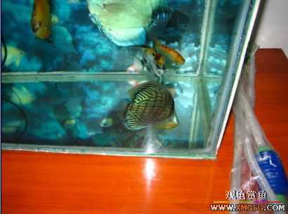 �����տ���(�ٵ���ͼƬ)