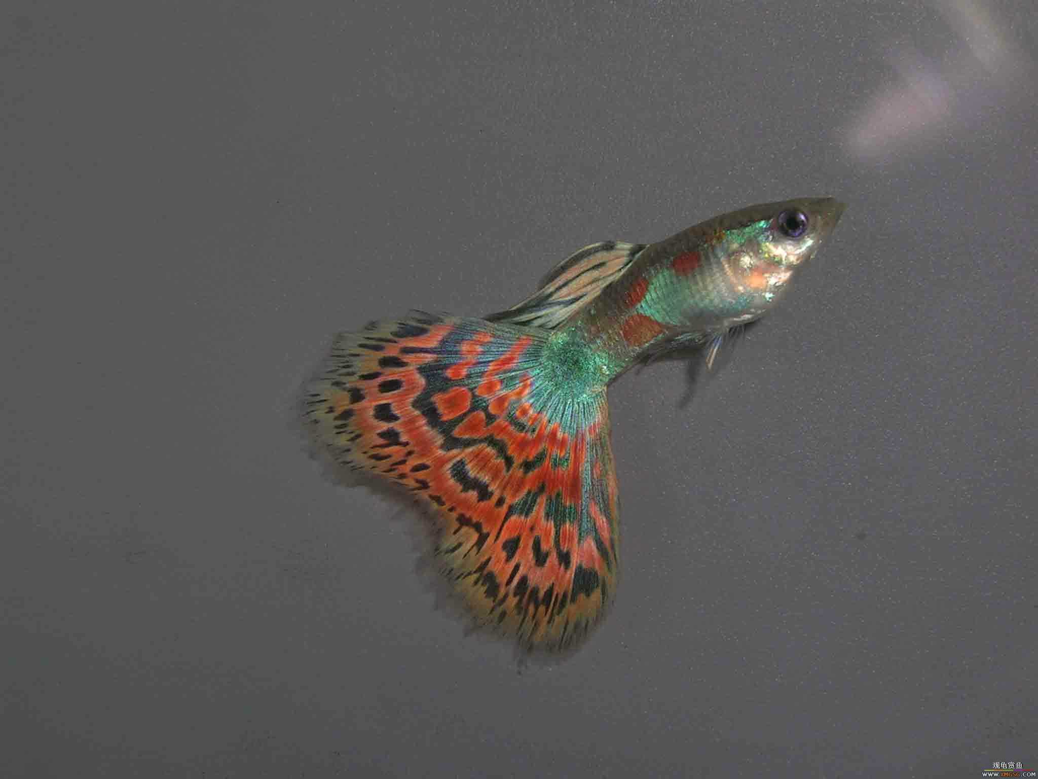 ����������β