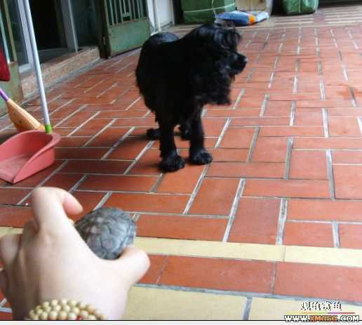 [ԭ��]�����������ꡫ