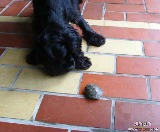 [ԭ��]�����������ꡫ