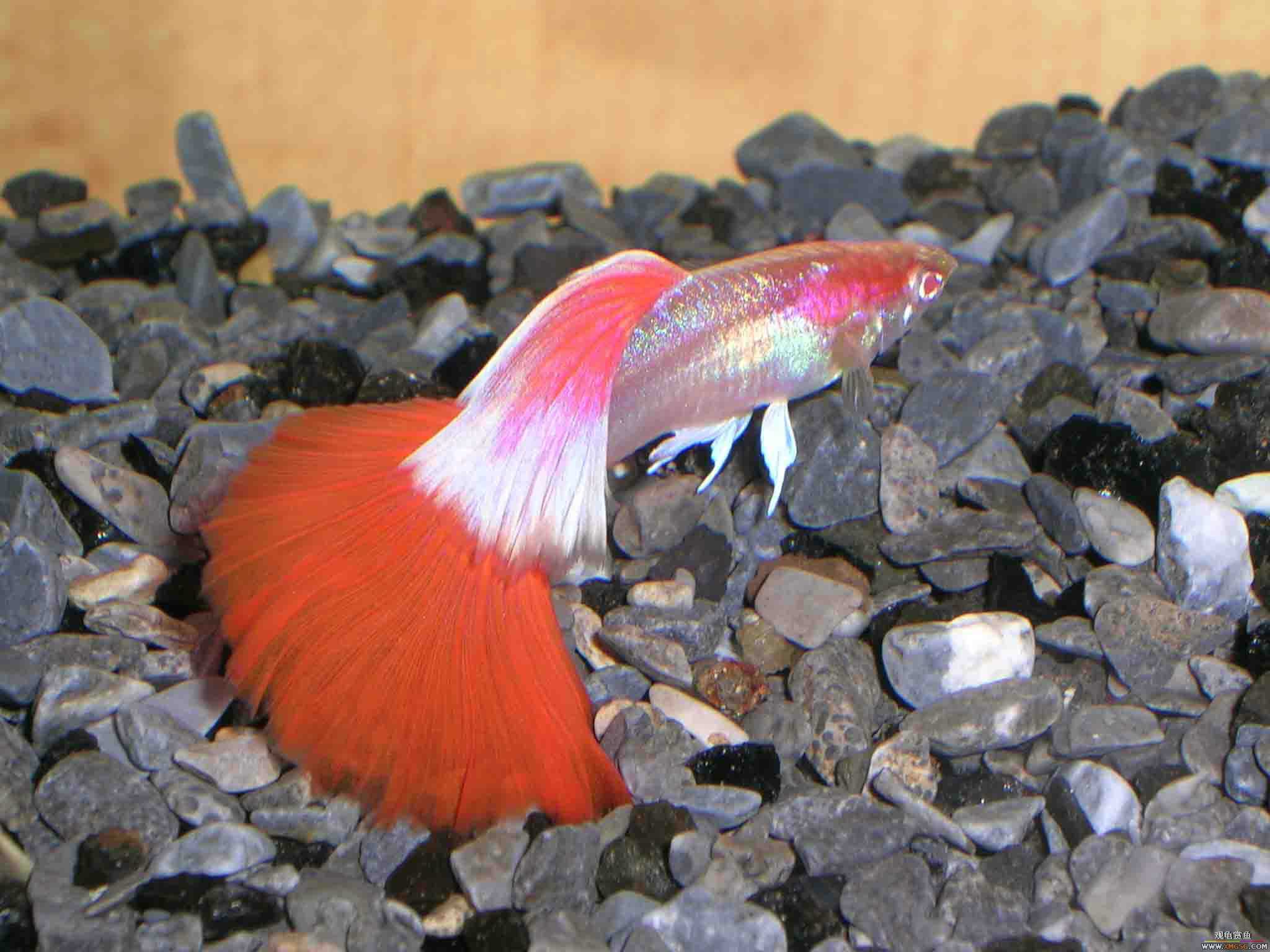 �����泡��������Ƭ����