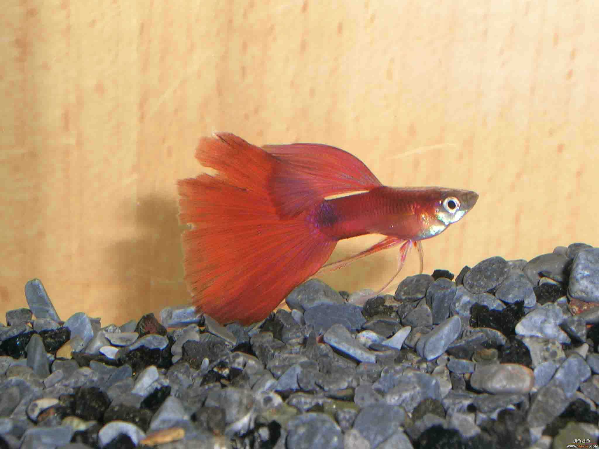 �����泡��������Ƭ����