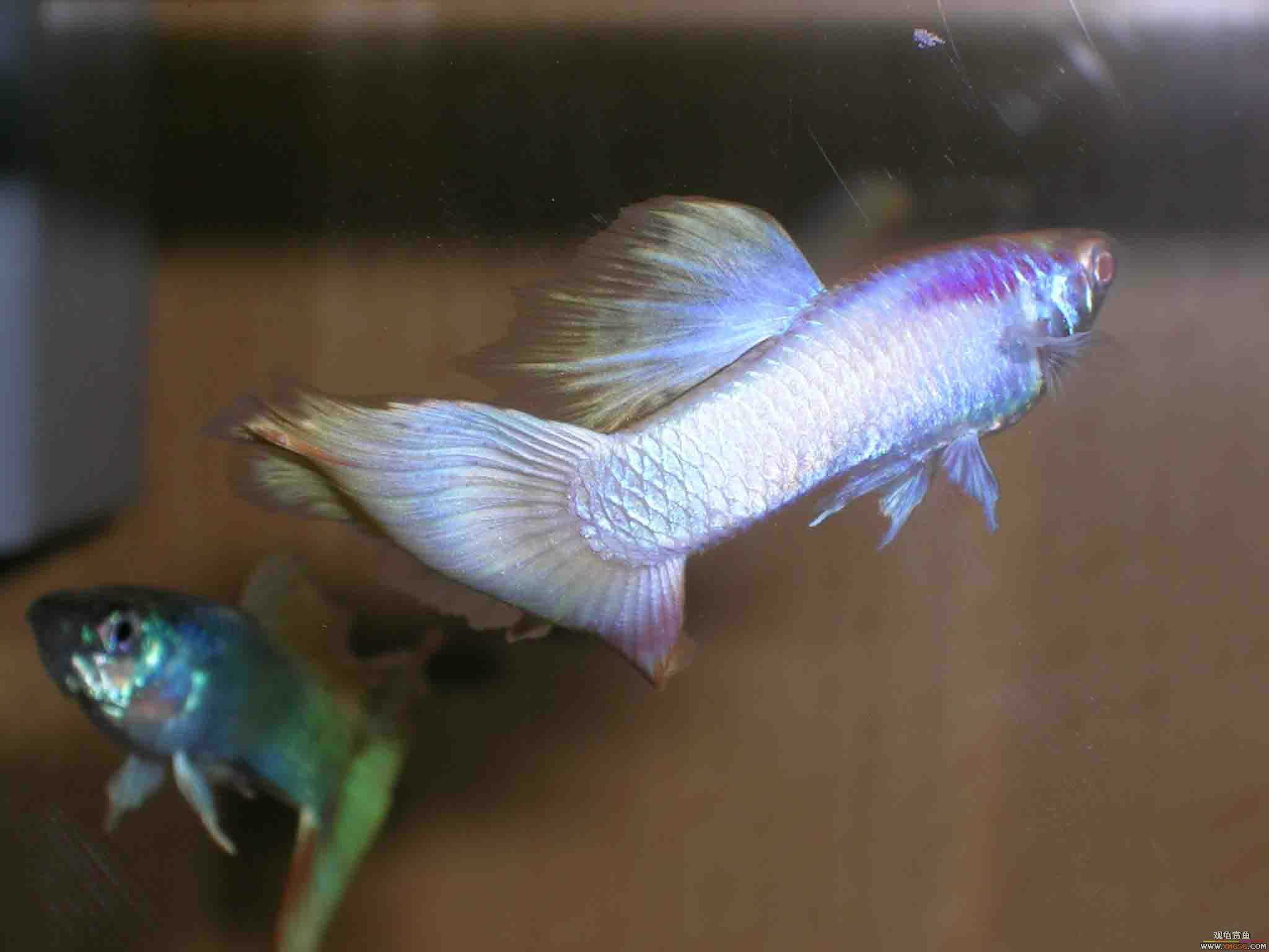 �����泡��������Ƭ����