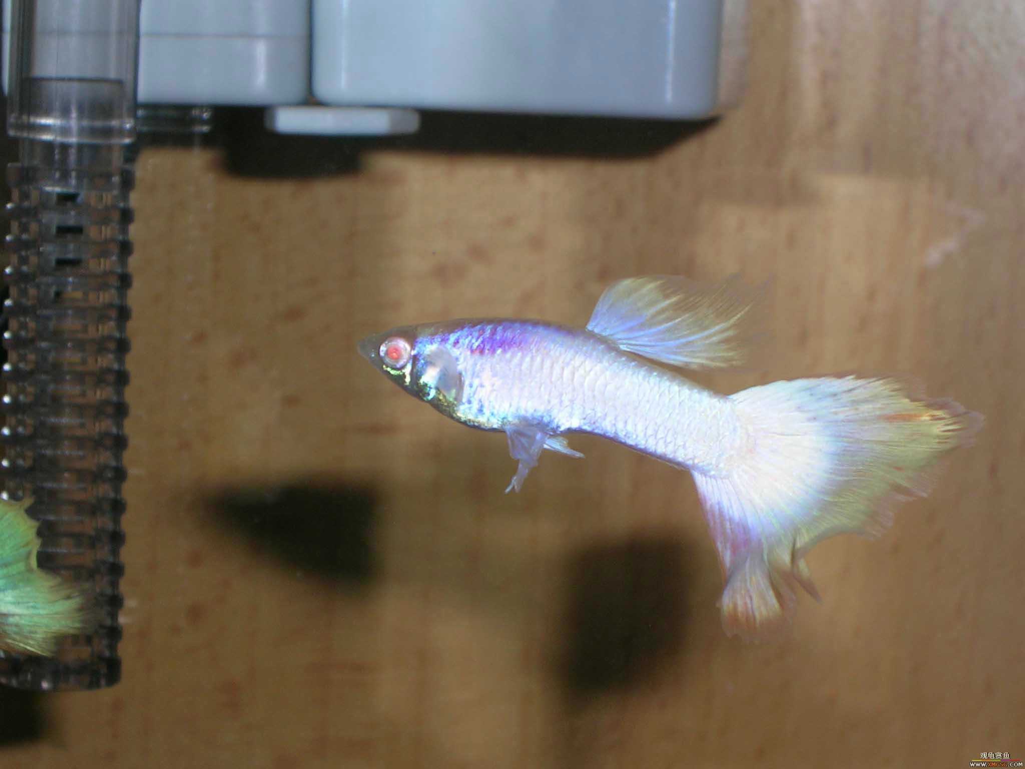 �����泡��������Ƭ����