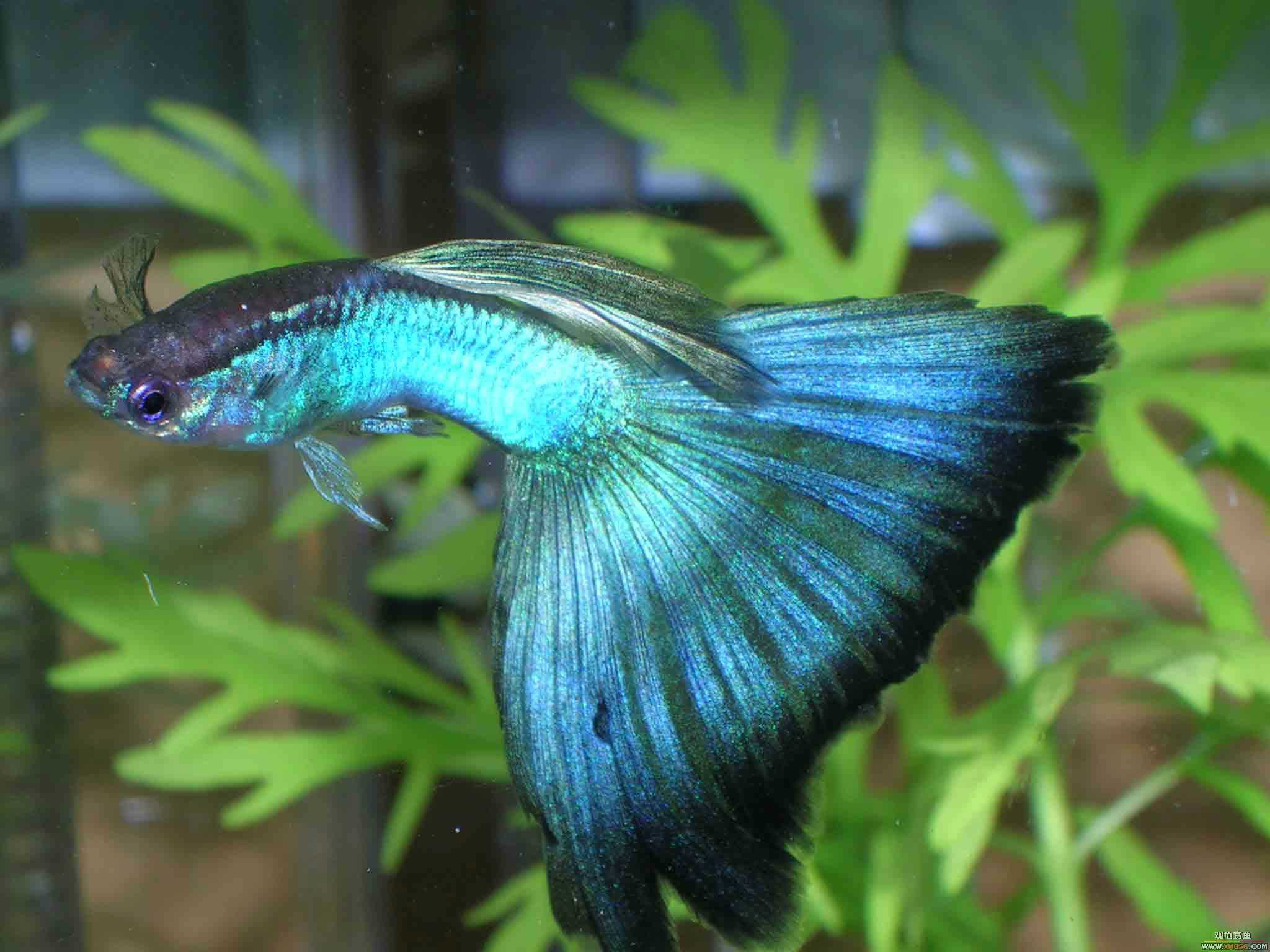 �����泡��������Ƭ����