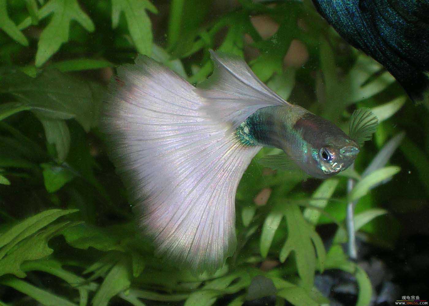 �����泡��������Ƭ����