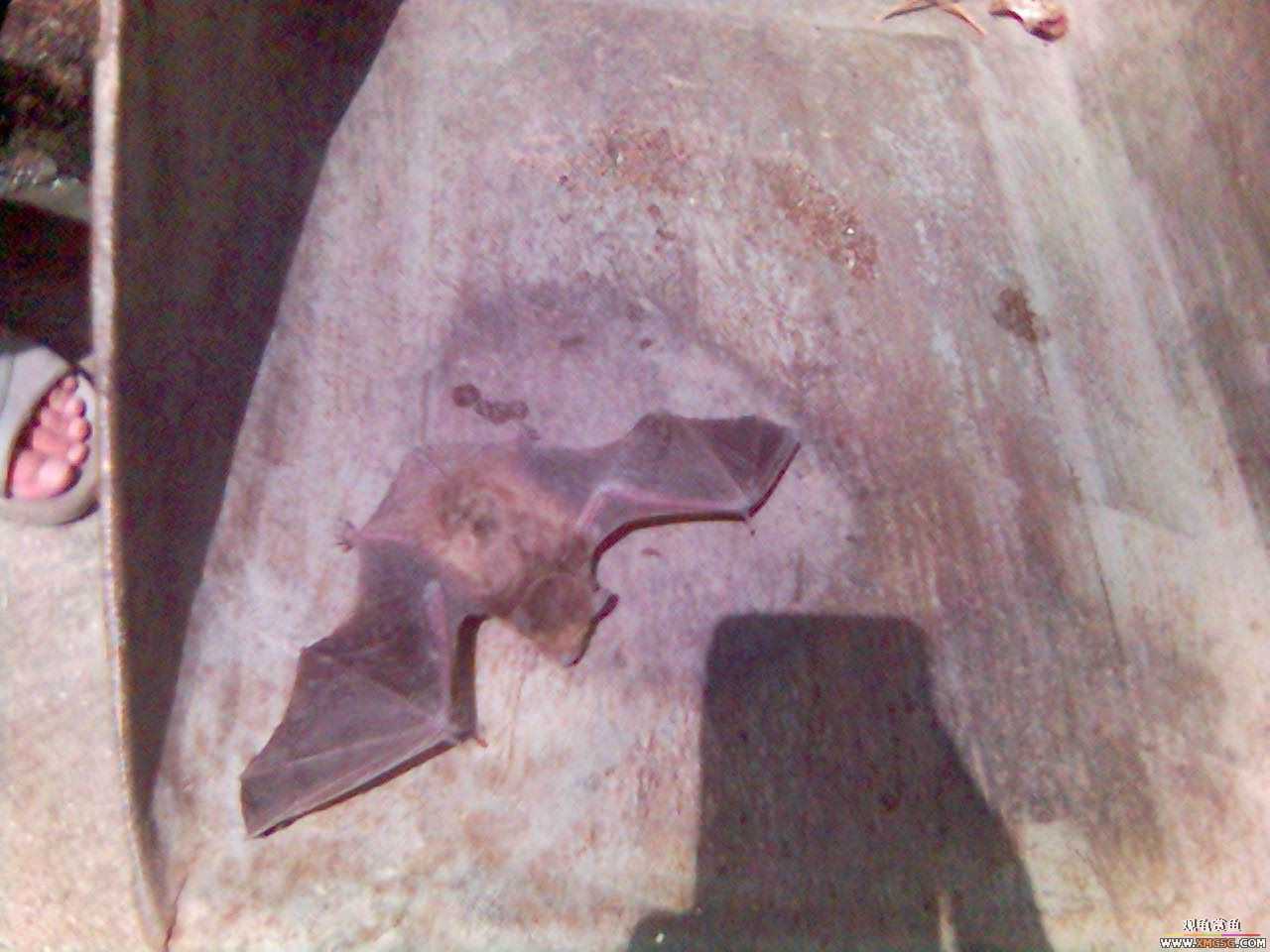 [ԭ��]������Ժ����񵽵Ķ���