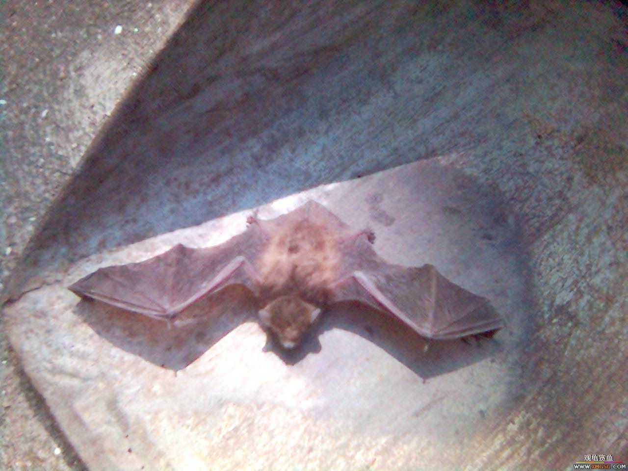 [ԭ��]������Ժ����񵽵Ķ���