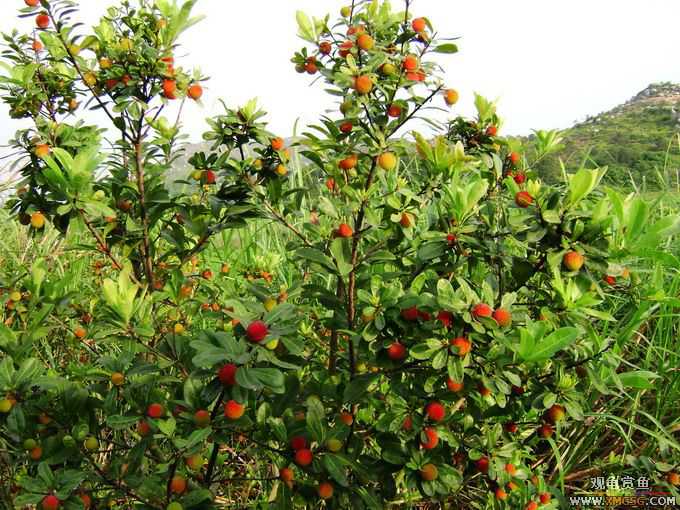 ��÷���ˣ�