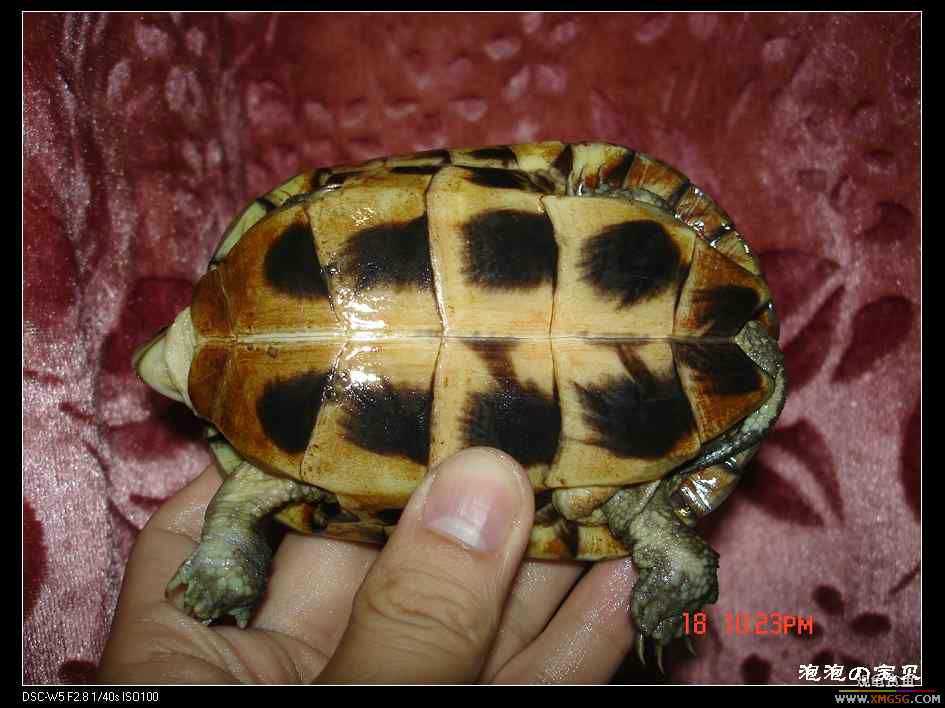 [��]=��= 4-5�� Ұ��С�ƺ�2ֻ