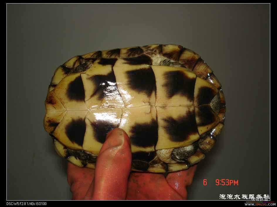 [���ݷ�����]1ֻĸ�� 8�� ����410