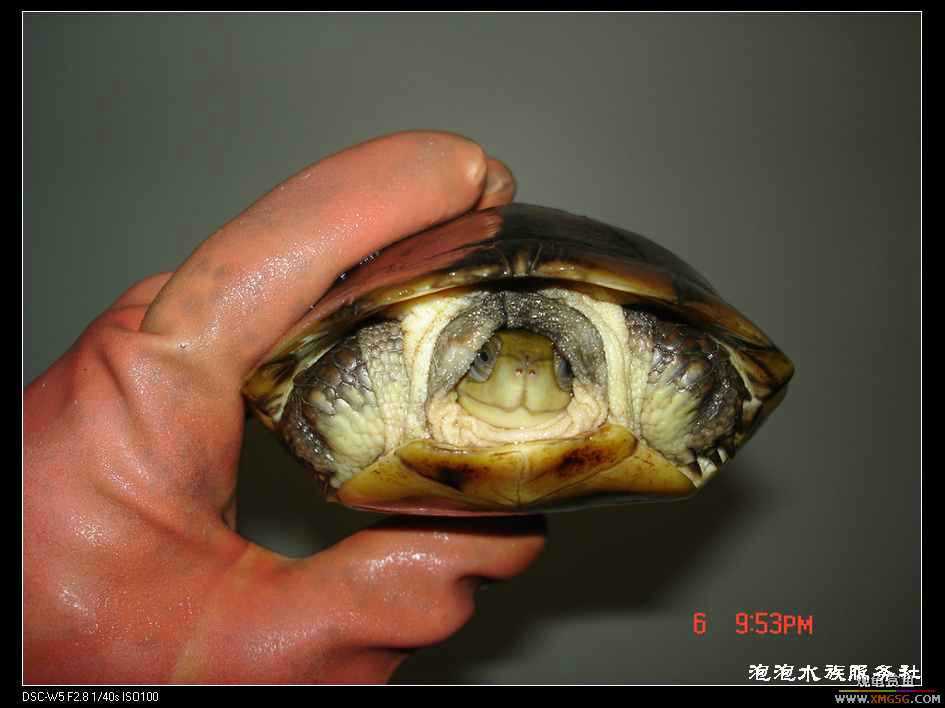 [���ݷ�����]1ֻĸ�� 8�� ����410