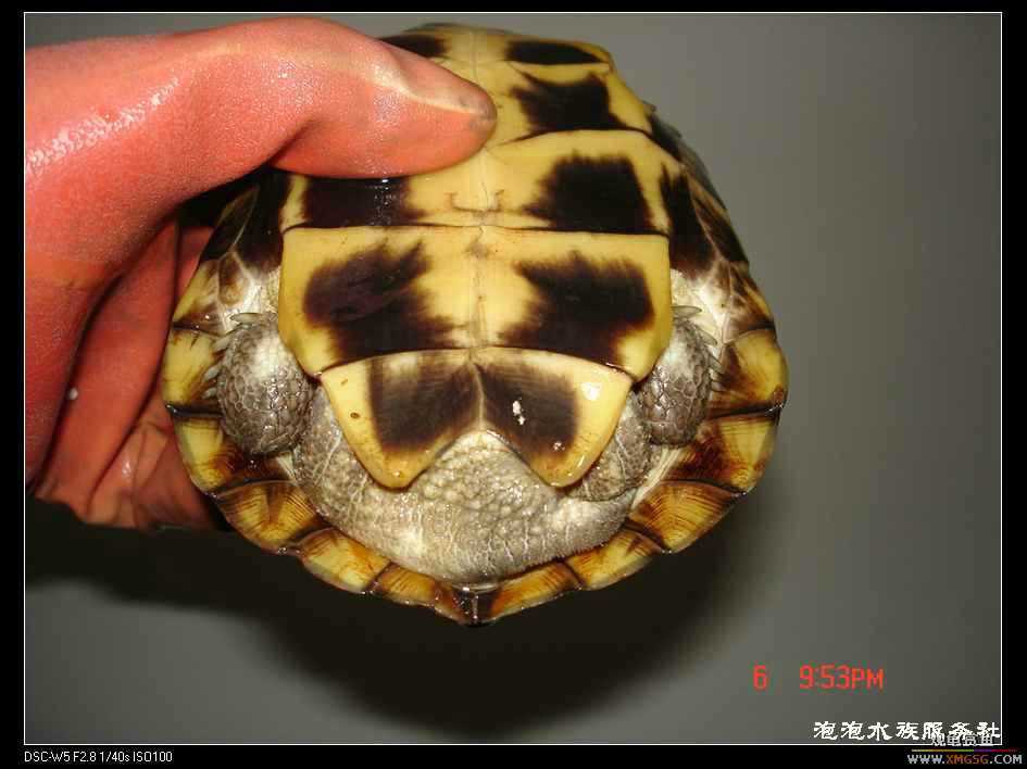 [���ݷ�����]1ֻĸ�� 8�� ����410