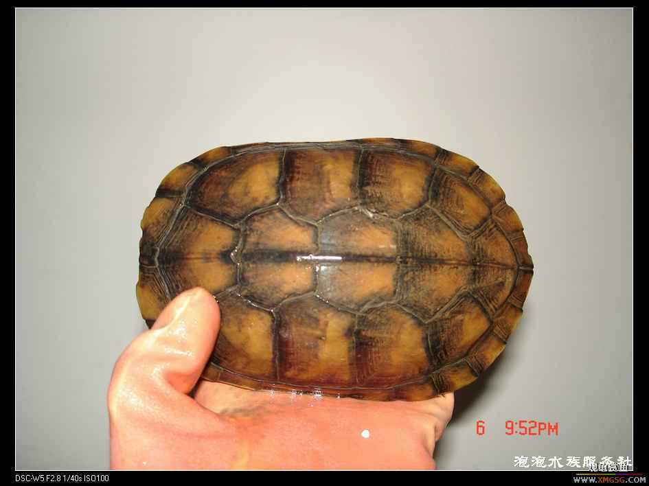 [���ݷ�����]1ֻĸ�� 8�� ����410